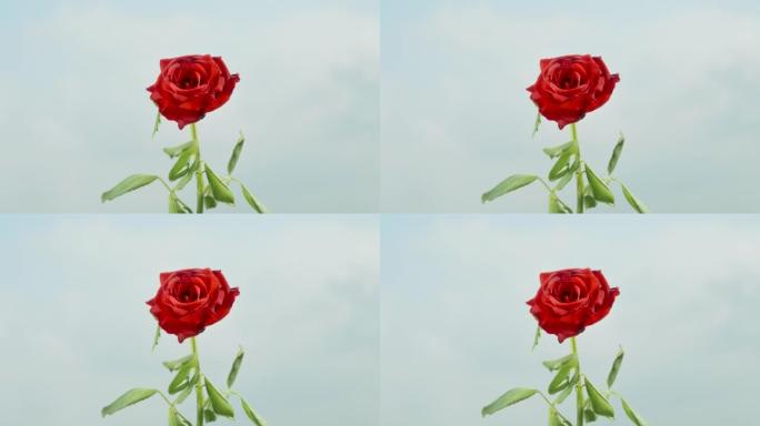 蓝天和云彩背景下的一朵孤独的红玫瑰。特写