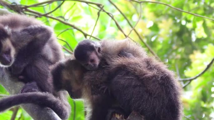 可爱的小卷尾猴宝宝躺在母亲的背上