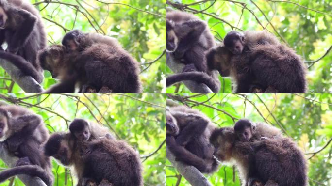 可爱的小卷尾猴宝宝躺在母亲的背上