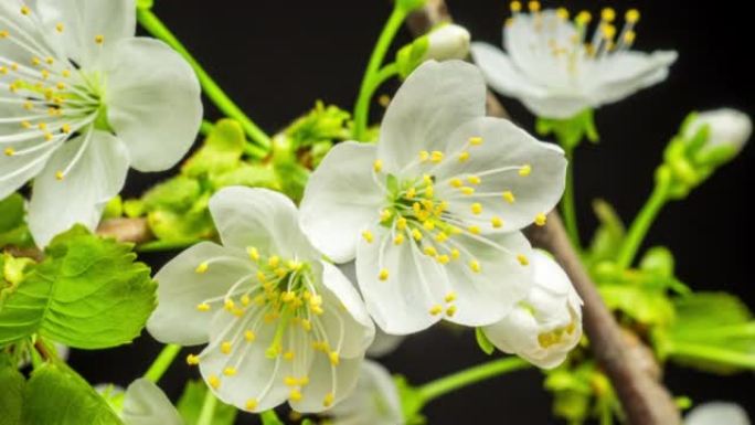 4k延时的甜樱桃树花开并在黑色背景上生长。盛开的小白花的小花。时间流逝的比例为16:9。