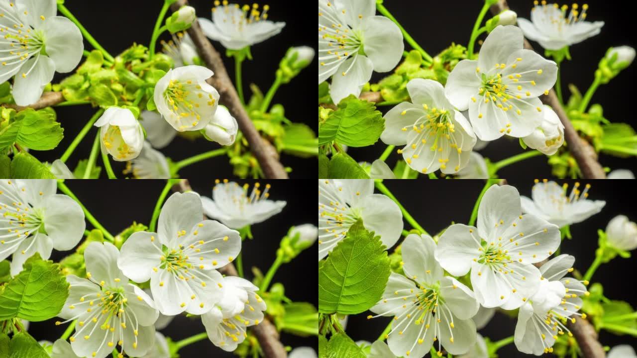 4k延时的甜樱桃树花开并在黑色背景上生长。盛开的小白花的小花。时间流逝的比例为16:9。