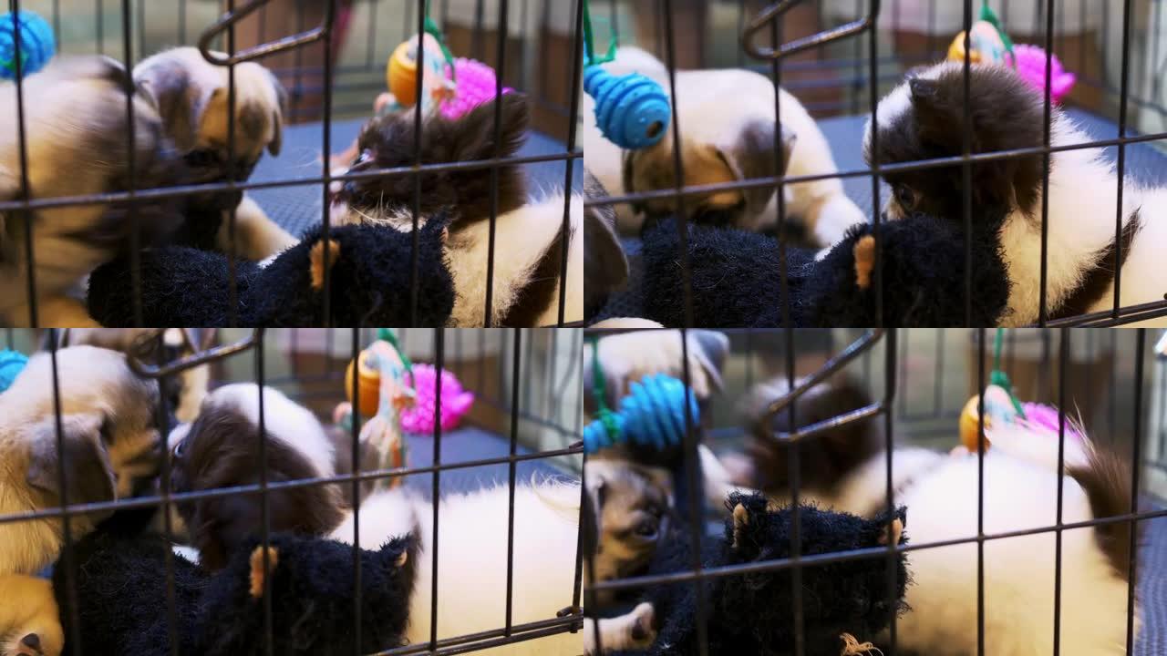 庇护所笼子里的小狗互相玩耍，并与毛绒玩具玩耍。哈巴狗小狗和吉娃娃小狗为黑色毛绒玩具打架。庇护所笼子里