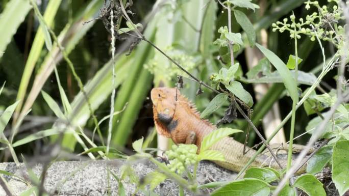 海南森林变色树蜥繁殖季