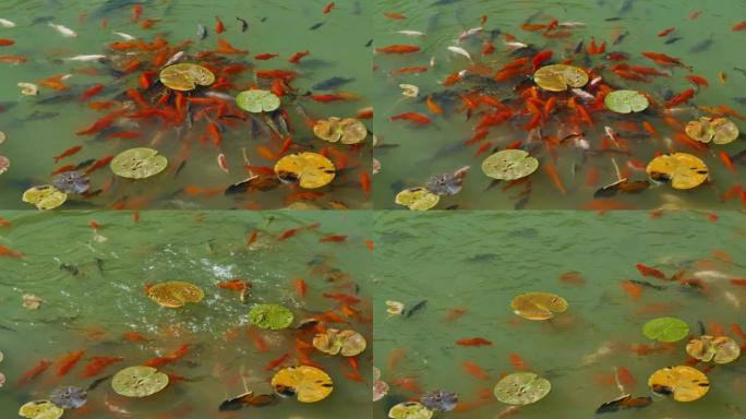在覆盖着郁郁葱葱和荷叶的天然湖泊中游泳的橙色和白色锦鲤鱼正在逃跑。