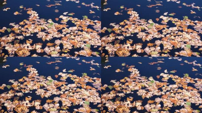 湖面上的黄色橡树叶。秋天的背景，纹理。漂亮的秋天图片