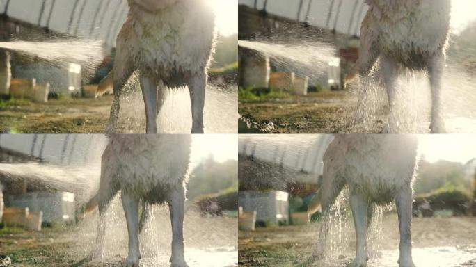 一只狗在公园洗澡的特写镜头
