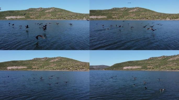 用鸬鹚在亚希贝伊灌溉池塘Dikili Izmir土耳其上空飞行的无人机镜头。