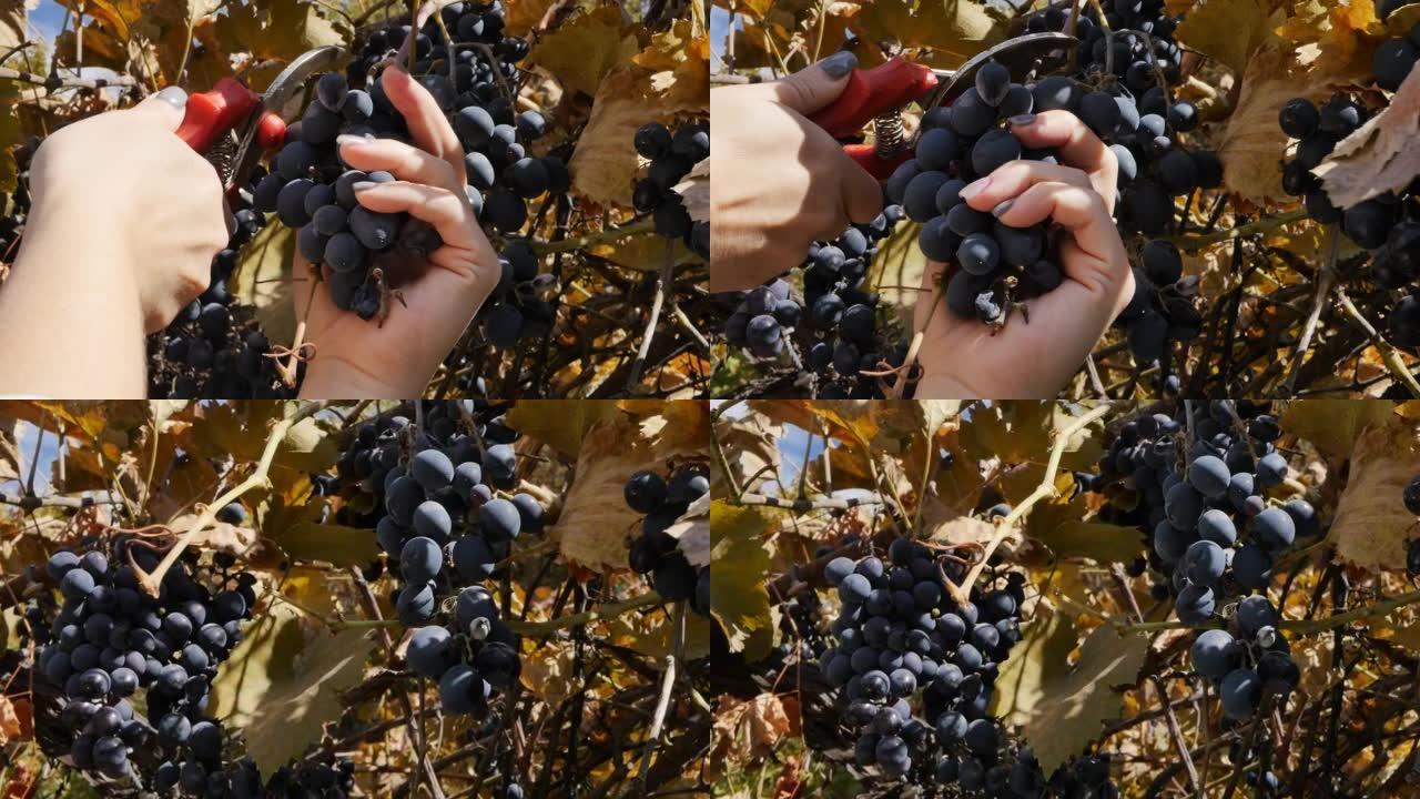 女人的手用带有红色手柄的花园剪从葡萄藤上切下葡萄。一个女人用红色的割肉切一串成熟的葡萄。采摘新的水果