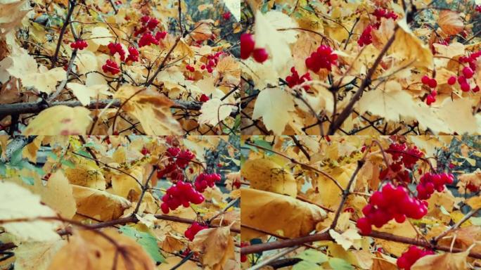 秋天的风景 -- 罗文莓和泛黄的叶子