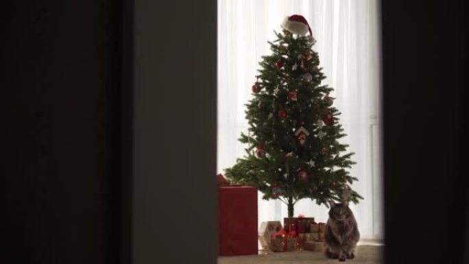 圣诞树附近漂亮的猫。很多礼物。猫伸展并对相机做出反应。看起来很直。圣诞节假期的新年概念