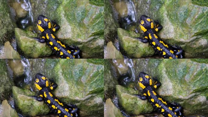 火蜥蜴在岩石，树叶和苔藓中攀爬的特写，也称为Salamandra salamandra或Feuers