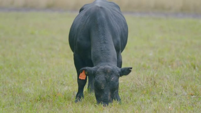 奶牛在牧场上放牧。阿伯丁安格斯奶牛。在绿色草地牧场吃草。选择性聚焦。