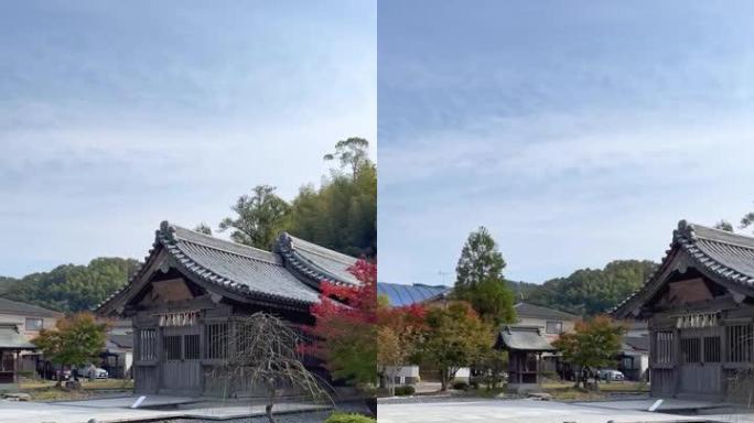 秋天的落叶和美丽的日本传统房屋由木头和岩石建造的背景。秋叶变红的视频。壮丽的乡村风光和古老的日本花园