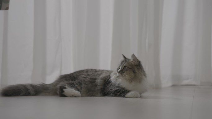 猫趴在落地窗旁 窗帘飘动