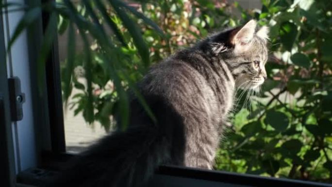 小猫坐在窗边，嗅着花盆里的室内植物。阳光透过透明的薄纱。