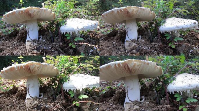 灌木丛中的巨型蘑菇，加泰罗尼亚Prepyrenees山的秋天。
