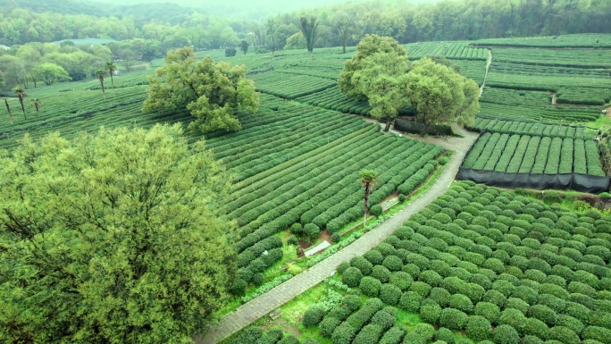 (店内有合集)茶园大树 茶山  龙井茶山