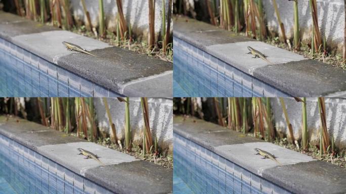 mabuya蜥蜴沿着水池边缘爬行