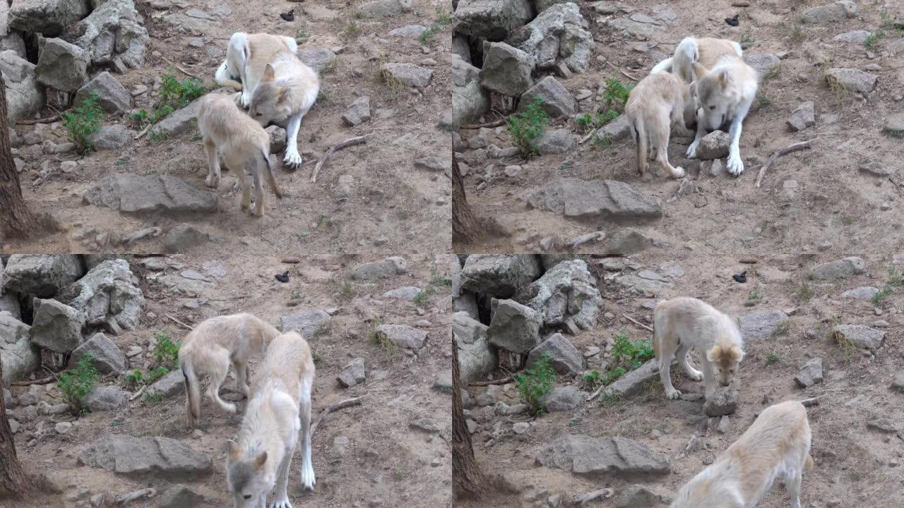 一只狼幼崽接近他的母亲她-狼
