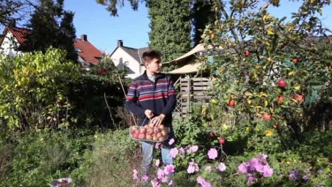 年轻人在花园里摘苹果