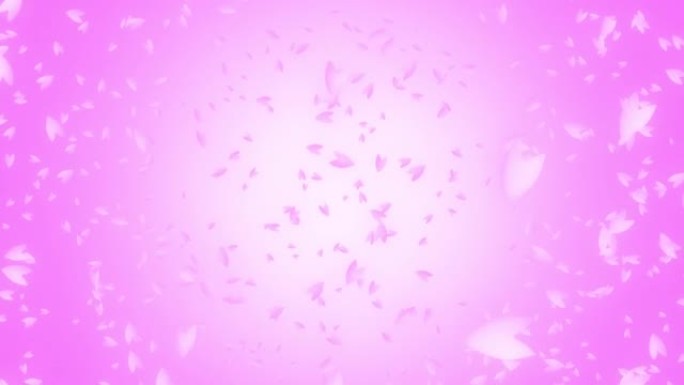 一束粉红色的樱花花瓣在粉红色的渐变背景下在风中落下并漂移，而相机固定。日本春天的一幕。