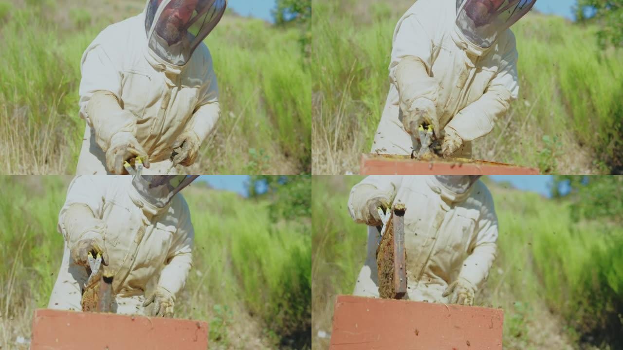 养蜂人从蜂巢中取出蜂窝