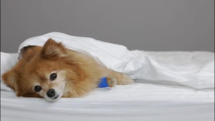 悲伤的德国斯皮茨狗在复杂的爪子包扎后躺在毯子下