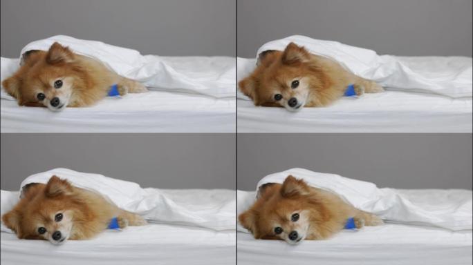 悲伤的德国斯皮茨狗在复杂的爪子包扎后躺在毯子下
