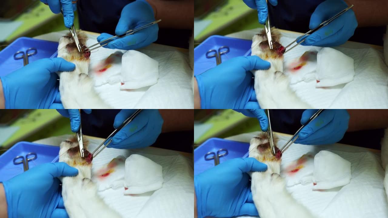 医生的手用镊子和手术针缝了一只爪子。