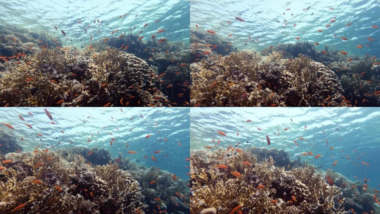 Sea goldie小型热带鱼物种学校在珊瑚礁游泳