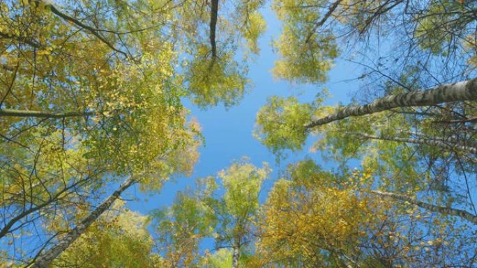 秋天的森林背景。天空背景下的秋天树木，10月。低角度视图。