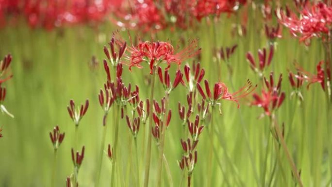 红色石蒜蜘蛛百合魔术百合春分花或higanbana在阳光明媚的秋天在风中摇曳，美丽的花林在背光。4k