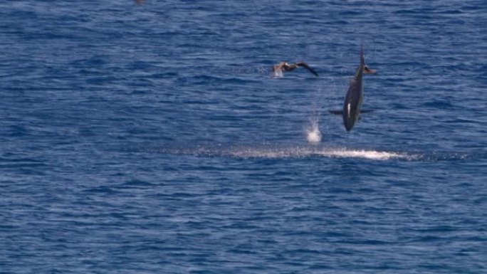 超级慢动作4K 120fps中的野生动物: 库拉索岛周围加勒比海的诱杀鸟和跳跃的金枪鱼
