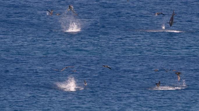 超级慢动作4K 120fps中的野生动物: 库拉索岛周围加勒比海的诱杀鸟和跳跃的金枪鱼
