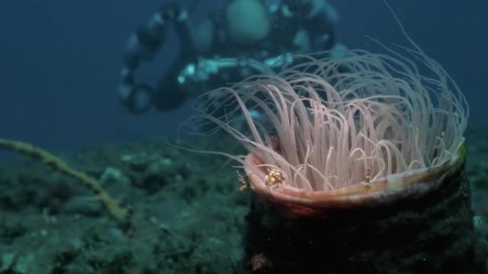 创意水下潜水摄影师和管海葵与海洋生物。独特的视图