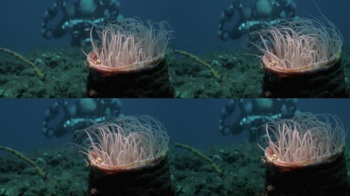 创意水下潜水摄影师和管海葵与海洋生物。独特的视图