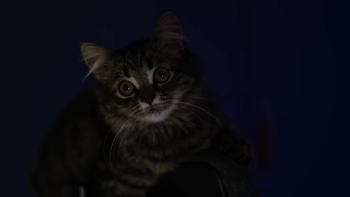 小猫在黑暗中坐在椅子的靠背上，看着主人。猫是夜间掠食者