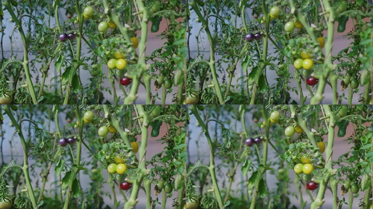移动焦点。成熟的蔬菜五颜六色的西红柿生长在温室的藤蔓上。种植和收获西红柿。种植西红柿的小贴士。