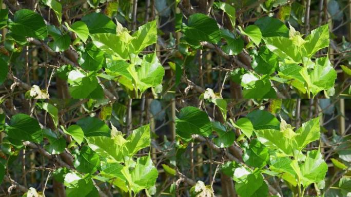 桑树上的桑叶，桑叶食物为蚕丝生产的原料。