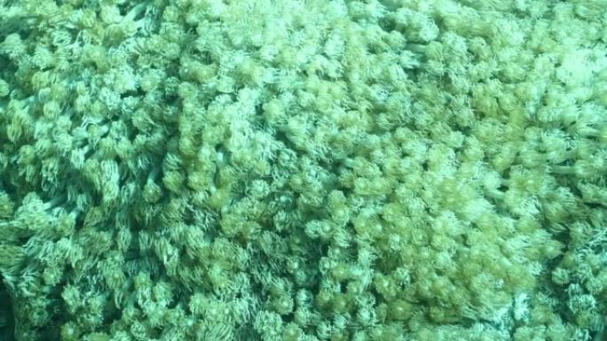伞状软珊瑚 (Xenia umbellata) 海中的生锈的鹦嘴鱼 (Scarus ferrugin