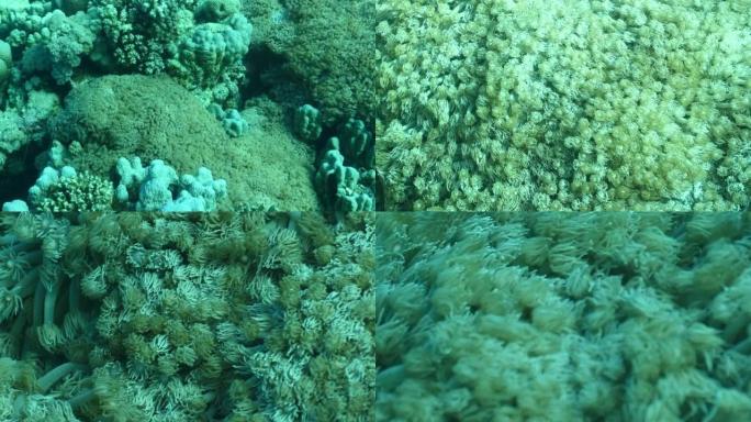 伞状软珊瑚 (Xenia umbellata) 海中的生锈的鹦嘴鱼 (Scarus ferrugin