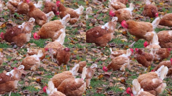 散养养鸡场上的虐待鸡和种畜育种显示出恶劣的条件，表现为羽毛缺失疾病和物种中不健康家禽的疾病不适当的耕