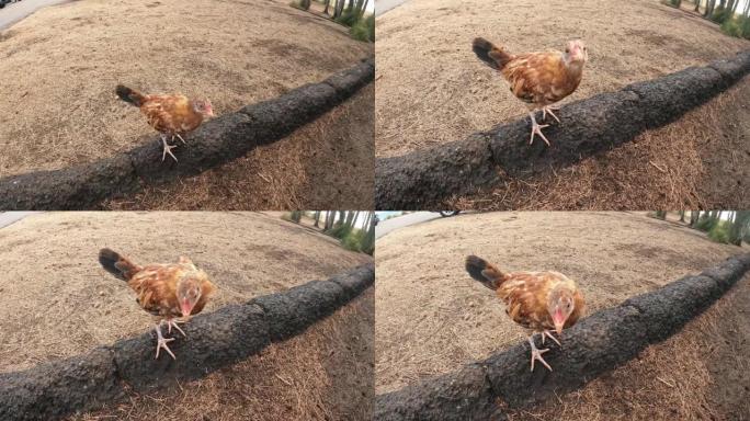 夏威夷毛伊岛，一只野鸡站在干草中的岩石上的特写镜头
