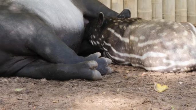 tapir婴儿和母亲的特写