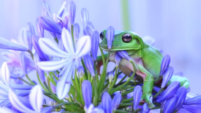 澳大利亚绿树蛙坐在无花果花上