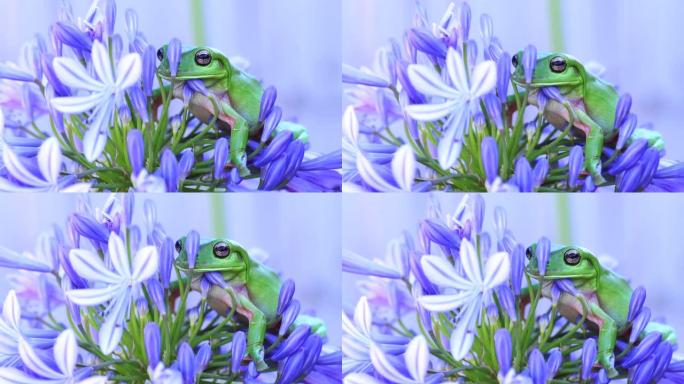 澳大利亚绿树蛙坐在无花果花上