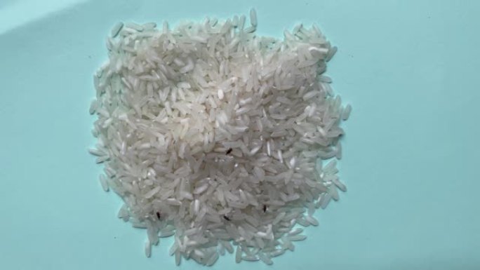 水稻中的昆虫，米象科。如何摆脱大米象鼻虫。