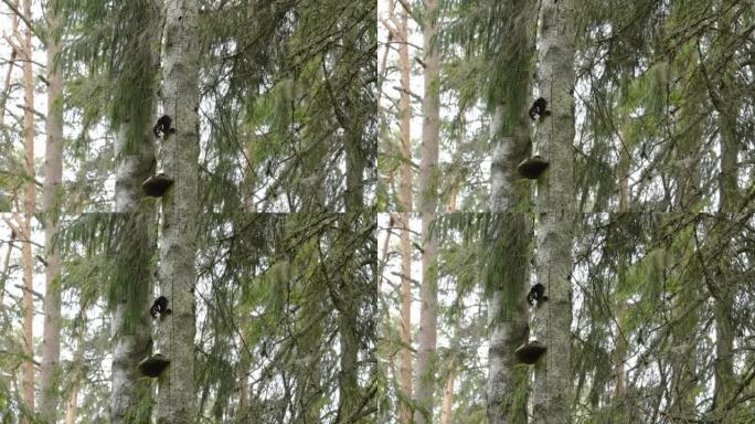 爱沙尼亚高树树干上的蘑菇