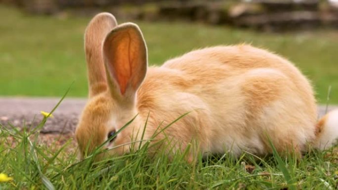有趣的红兔在草地上吃新鲜的绿色夏草。大自然中可爱的宠物