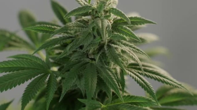 大麻开花，大麻场有机种植大麻用于医疗用途。